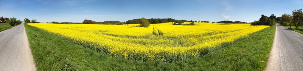 Panoramic view of rapeseed field and road