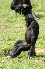 Bonobo mâle prêt à l'action