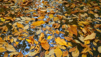 Herbstlaub auf Wasseroberfläche