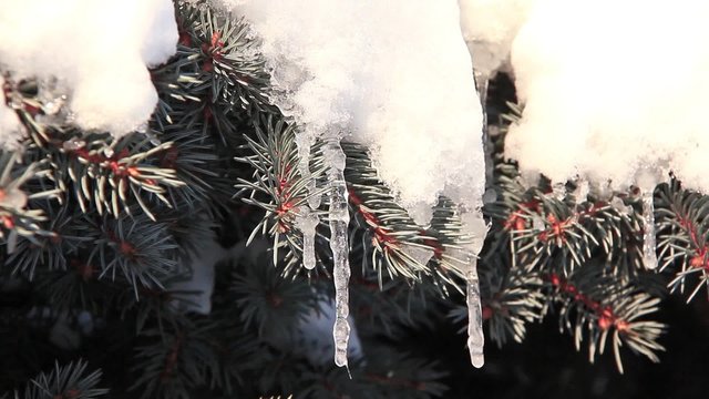 Icicles on fir