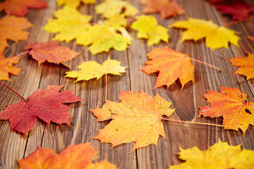 Naklejka na ściany i meble Maple leaves on a table