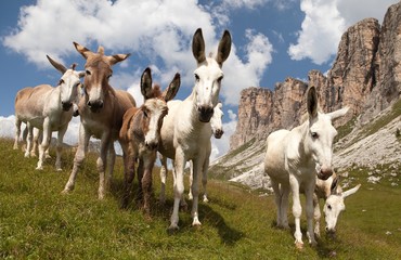 Fototapeta na wymiar Group of Donkey on mountain in Italien Dolomites
