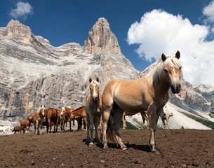 Horses under Monte Pelmo in Italian Dolomities