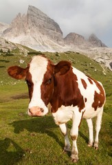 Fototapeta na wymiar cow (bos primigenius taurus) on Dolomities, Italy