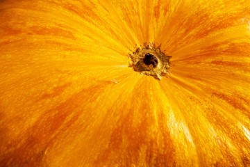 The close up view of the pumpkin