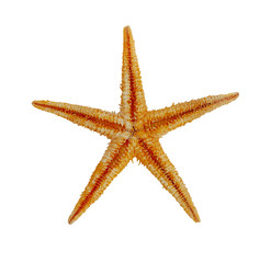 Starfish