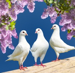 three white pigeons on perch with flowering lilac tree