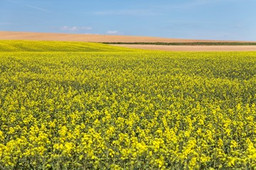Fototapeta premium field of rapeseed with blue sky