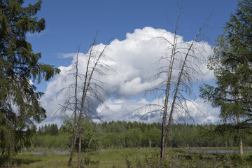 Naklejka premium The shore of the river Indigirka. Oimyakon area. Yakutia.
