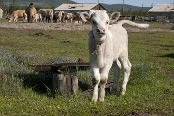 Obraz premium Surprised calf. The Yakut village of Oymyakon.