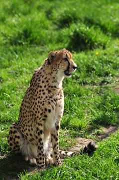 Hungry Cheetah looking for food in grasslands