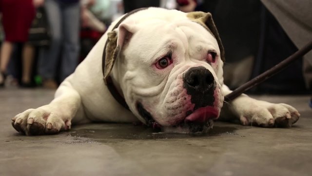 White english bulldog