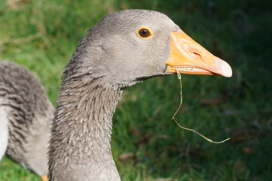 beak of a canada goose