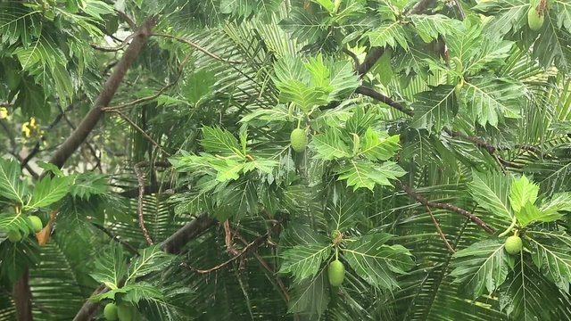 Breadfruit tree under pouring rain
