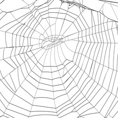 silhouette spiderweb