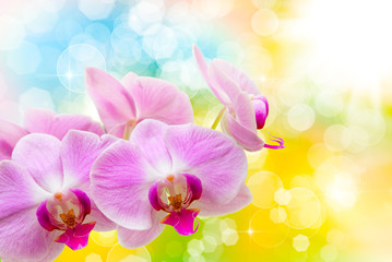 Obraz premium orchid flower