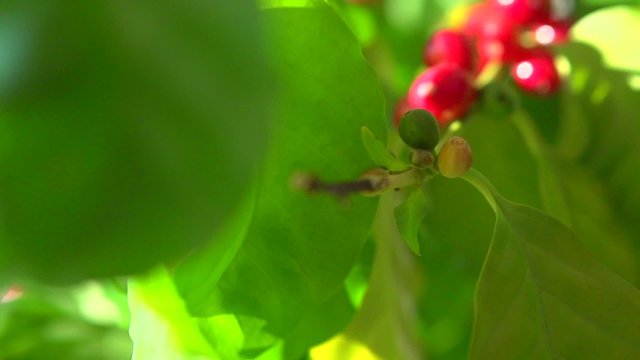 Red coffee beans hanging on a branch of coffee tree