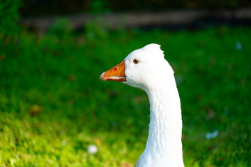 beak of a white goose