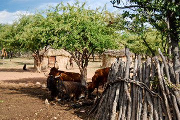 Himba village with traditional hut and cattle near Etosha National Park in Namibia, Africa