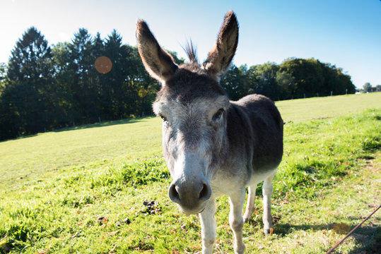 donkey walking on the meadow and eating