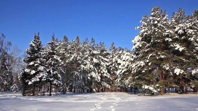 Pine-trees under snow