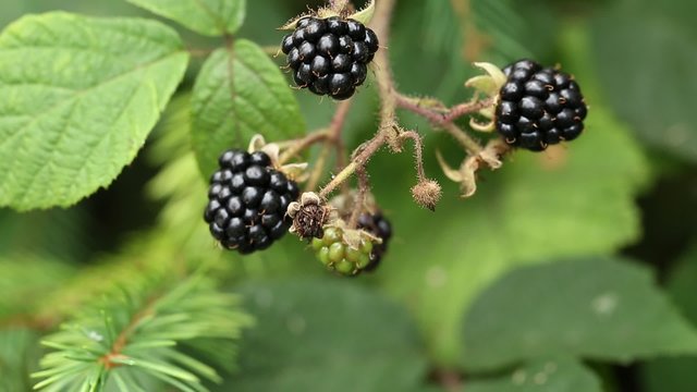Ripe blackberries in forest