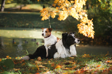 Dog breed Border Collie and Jack Russell Terrier walking in autumn park