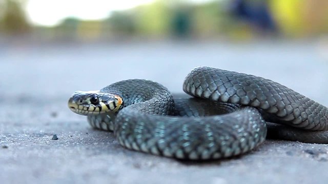 Grass snake