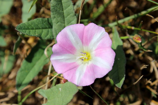 Feldwinde