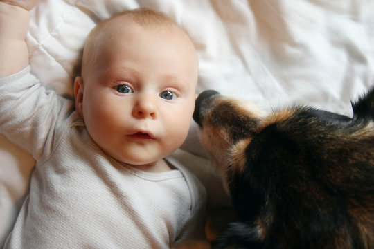 Pet German Shepherd Dog Kissing Newborn Baby