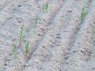 Young sprouts of wheat, sporadically growing from to the dust dry soil
