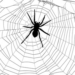 Obraz premium spider and spider web