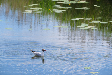 Seagull floating in the lake