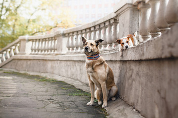 Mixed breed dog in autumn park