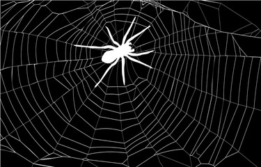 spider and spider web