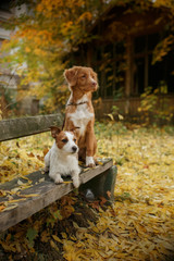 Dog breed Nova Scotia Duck Tolling Retriever and Jack Russell Terrier walking in autumn park © Anna Averianova