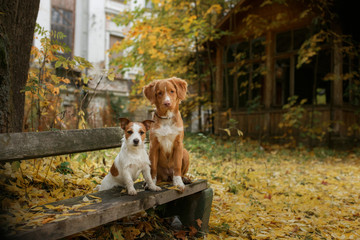 Dog breed Nova Scotia Duck Tolling Retriever and Jack Russell Terrier walking in autumn park