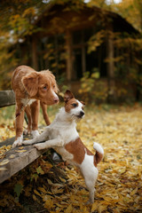 Dog breed Nova Scotia Duck Tolling Retriever and Jack Russell Terrier walking in autumn park © Anna Averianova