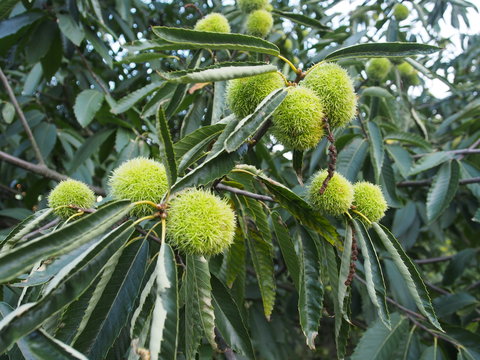 Maronenbaum/Esskastanien