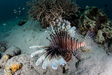 Lionfish and Long Spines