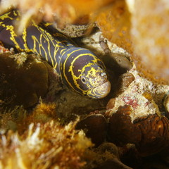 Chain moray eel marine life Caribbean sea