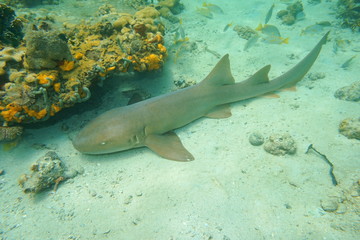 Fototapeta premium Ginglymostoma cirratum nurse shark underwater