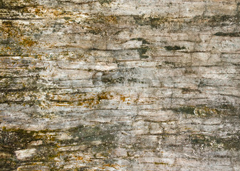 Bark background texture