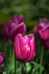 Purple tulip