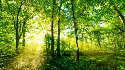 Fotobehang Slaapkamer Wald Panorama im goldenen Sonnenschein  © Günter Albers