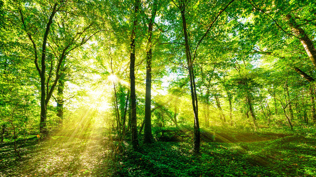 Fototapeta Wald Panorama im goldenen Sonnenschein