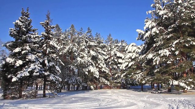 Pine-trees under snow
