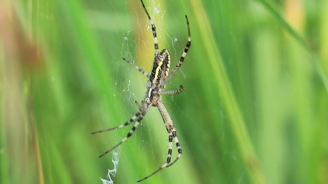 Garden spider. Araneus diadematus