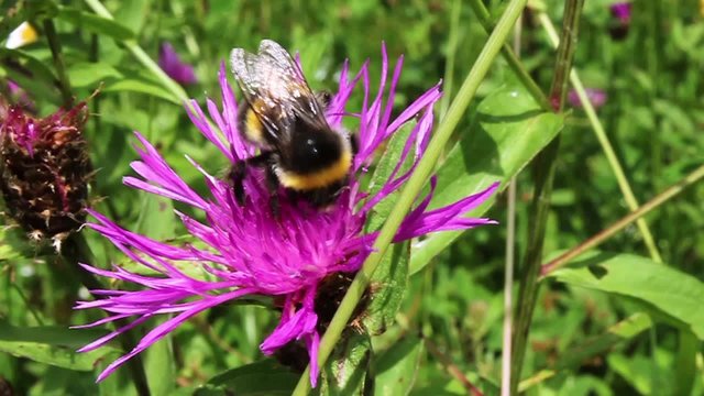 Bumblebee at work