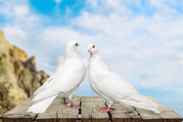 Love pigeons.